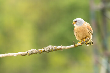 Male lesser kestrel brring different food (insects, mice, voles) for baby in nest