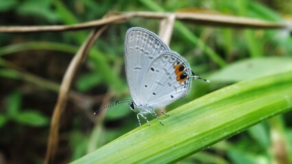 On a leaf of a white-gray butterfly, a miniature butterfly isolated on a green leaf