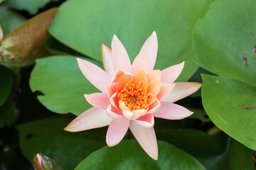 A water lily with light pink petals found in a pond. Nymphaea ‘Rose Arey’