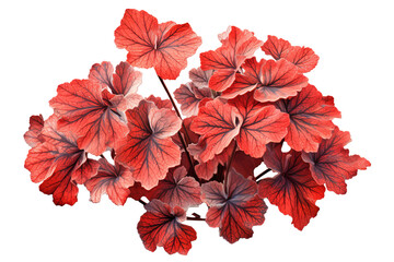 Colorful coleus leaf isolated on transparent background: A tropical plant with variegated foliage