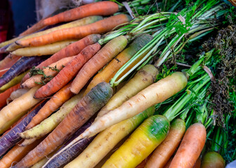 close up of organic multi colored carrots