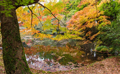 紅葉に映える風景
Scenery that shines in autumn leaves
日本（秋）2022年撮影
Japan...