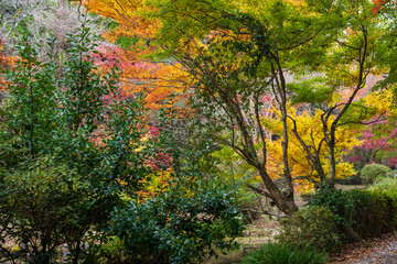 紅葉に映える風景
Scenery that shines in autumn leaves
日本（秋）2022年撮影
Japan...