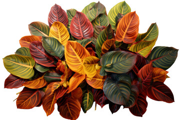 Colorful and variegated Coleus leaves isolated on transparent background