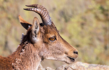 Cabeza de cabra montés ibérica hembra, Capra pyrenaica victoriae. Un bonito retrato de cabra montés en los pastizales de alta montaña en verano en la Sierra de Gredos, Avila, España.