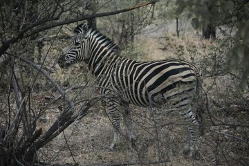 Fototapeta na wymiar a zebra grazing in wild reserve Klerksdorp, south Africa