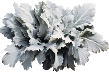 Dusty Miller leaves with silver foliage and delicate texture isolated on transparent background