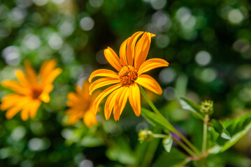 Yellow daisies grow in the meadow in summer
