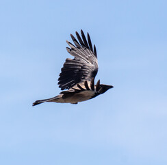 Raven in flight against a blue sky