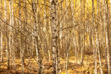 Obraz premium Young birch forest in autumn. Nature