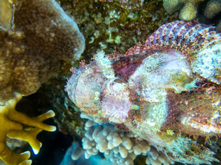 Scorpaenopsis oxycephalus at the bottom of a coral reef in the Red Sea