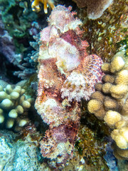 Scorpaenopsis oxycephalus at the bottom of a coral reef in the Red Sea