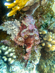 Scorpaenopsis oxycephalus at the bottom of a coral reef in the Red Sea