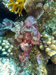 Scorpaenopsis oxycephalus at the bottom of a coral reef in the Red Sea