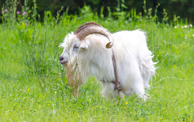 Portrait of a white goat on green grass