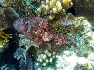 Naklejka na ściany i meble Scorpaenopsis oxycephalus at the bottom of a coral reef in the Red Sea