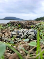 Bird eggs