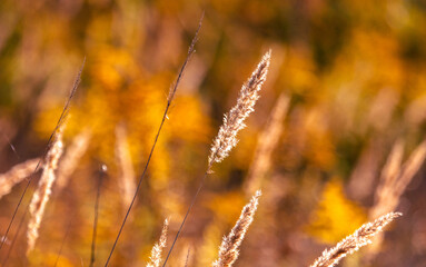 Dry ears of grass in autumn.
