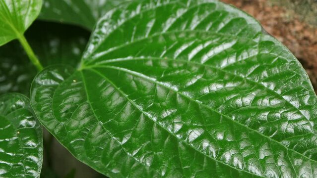 Piper sarmentosum, Wild Betel Leafbush or Piper sarmentosum Roxb plant swaying in the natural wind. Wild betel leafbush nature dark green tone background.