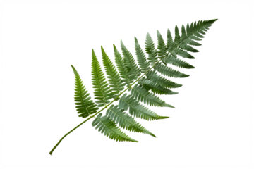 Japanese Painted fern leaves PNG isolated on transparent background - A beautiful and hardy ornamental plant with silver, red, and green foliage
