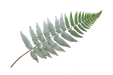 Japanese Painted fern leaves PNG isolated on transparent background - A beautiful and hardy ornamental plant with silver, red, and green foliage