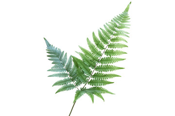 Japanese Painted fern leaves PNG isolated on transparent background - A beautiful and hardy ornamental plant for your garden - obrazy, fototapety, plakaty