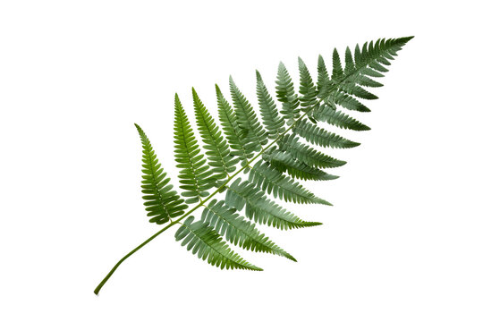 Japanese Painted fern leaves PNG isolated on transparent background - A beautiful and hardy ornamental plant with silver, red, and green foliage