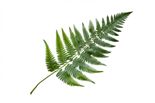 Japanese Painted fern leaves PNG isolated on transparent background - A beautiful and hardy ornamental plant with silver, red, and green foliage