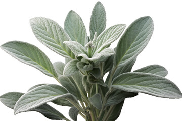 Lamb’s Ear plant PNG isolated on transparent background - A close-up view of the fuzzy and silvery green leaves of Stachys Byzantina