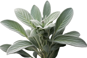 Lamb’s Ear plant PNG isolated on transparent background - A close-up view of the fuzzy and silvery green leaves of Stachys Byzantina