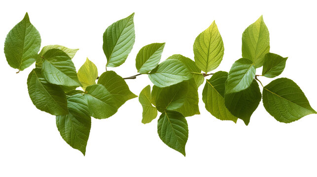 Green Leaves of Different Shapes and Sizes Isolated on Transparent Background - High Resolution PNG Image