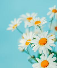 Fresh, white daisies on light pastel blue background. Beautiful flower pattern. Closeup.