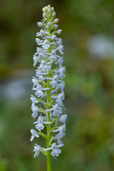 Fragrant Orchid (Gymnadenia conopsea) in natural habitat
