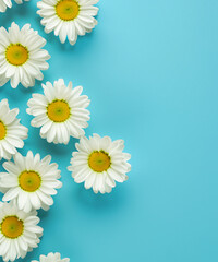 Fresh, white daisies on light pastel blue background. Beautiful flower pattern. Closeup.
