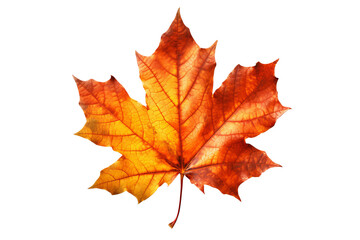 Maple leaf isolated on transparent background - Autumn seasonal symbol