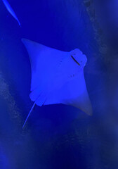 Ray fish under the water © Katie
