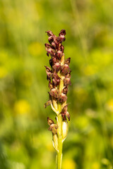 Bug Orchid (Orchis coriophora) in natural habitat