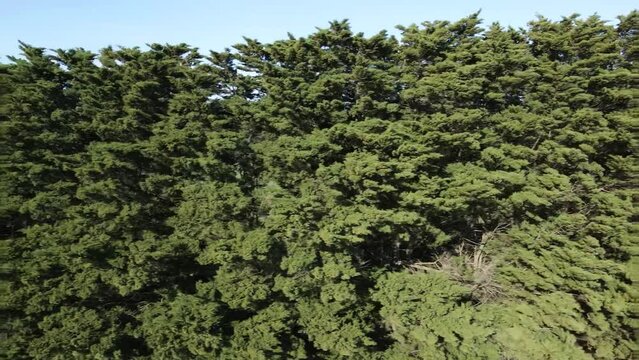 Wind Break Tree