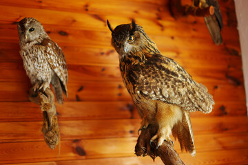 stuffed white owl in the interior