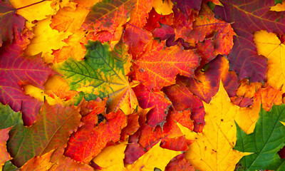 Naklejka na ściany i meble Autumn leaves texture. Natural background.