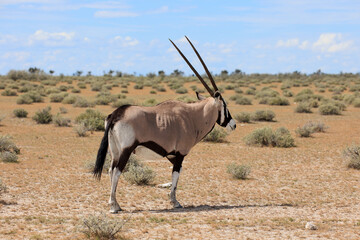 Oryxantilope