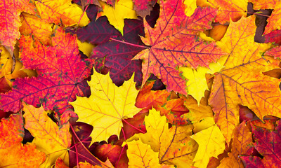Naklejka na ściany i meble Autumn leaves texture. Natural background.