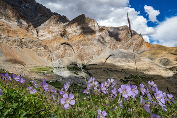 Beautiful flowers in the oasis of Lingshed, Ladakh, India