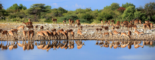 Impalas beim Trinken am Wasserloch