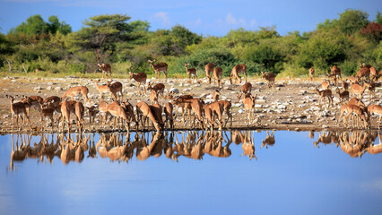 Impalas beim Trinken am Wasserloch