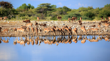 Impalas beim Trinken am Wasserloch