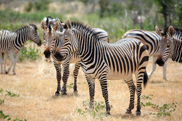 Bergzebras