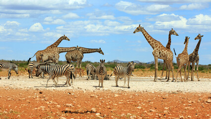 Bergzebras und Giraffen