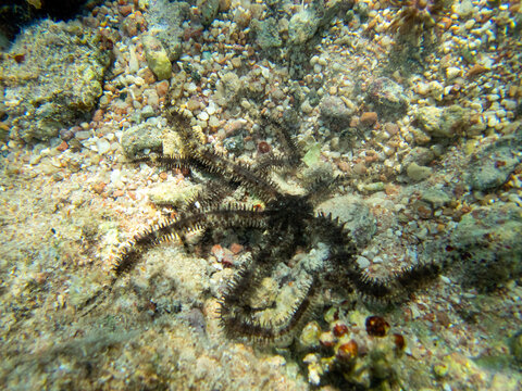 Starfish at the bottom of a coral reef in the Red Sea. Ophiura, Linckia multifora