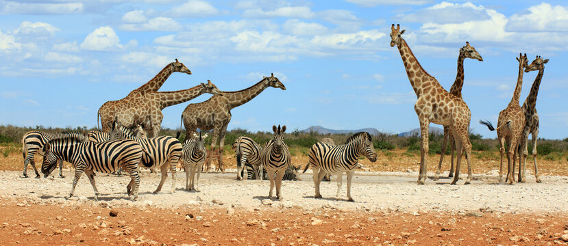 Bergzebras und Giraffen